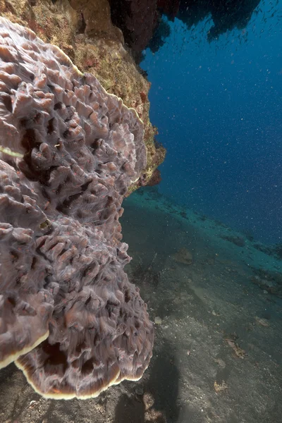 Sloní ucho korálů v Rudém moři. — Stock fotografie
