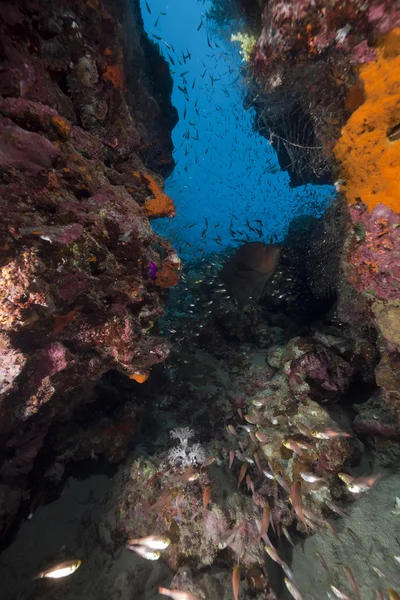 Gouden veegmachines en koraal rif in de rode zee. — Stockfoto