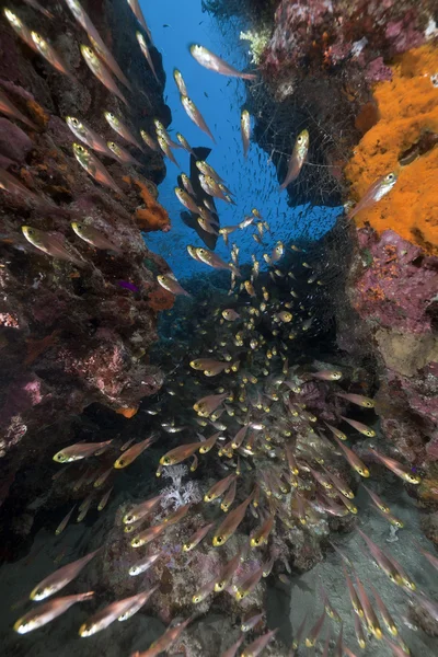 Gouden veegmachines en koraal rif in de rode zee. — Stockfoto