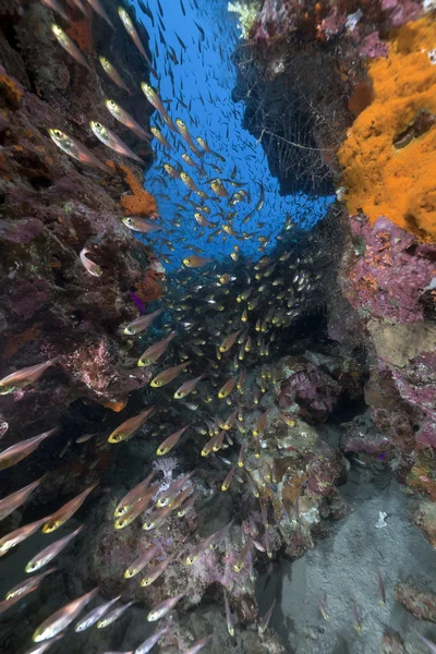 Zlatý zametače a korálové útesy v Rudém moři. — Stock fotografie