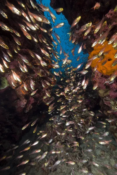 Goldfeger und Korallenriff im Roten Meer. — Stockfoto
