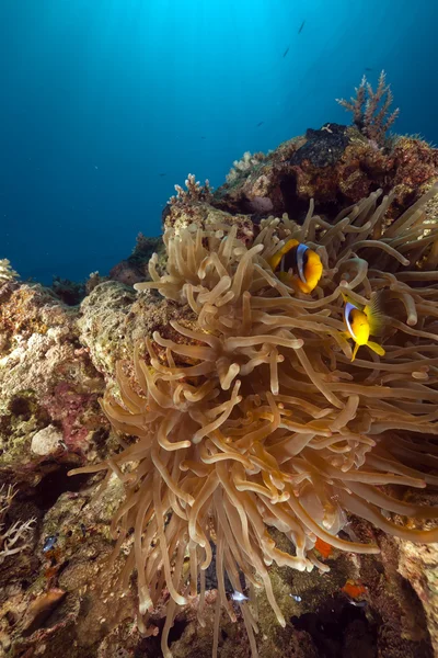 Anemone and anemonefish in the Red Sea. — Stock Photo, Image