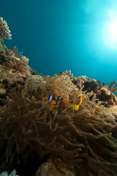 Anemone und Anemonenfische im Roten Meer. — Stockfoto