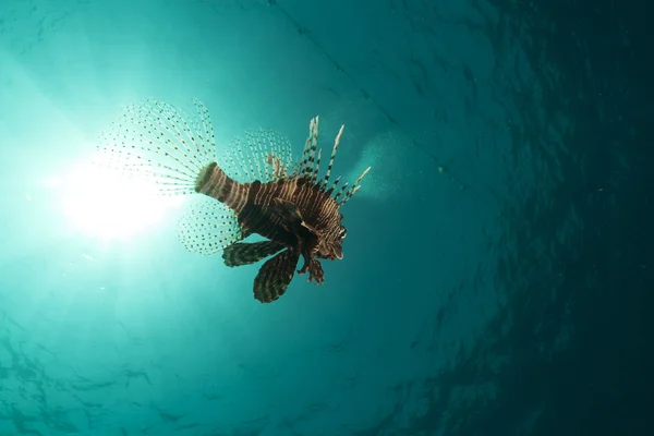 LIonfish in the Red Sea. — Stock Photo, Image