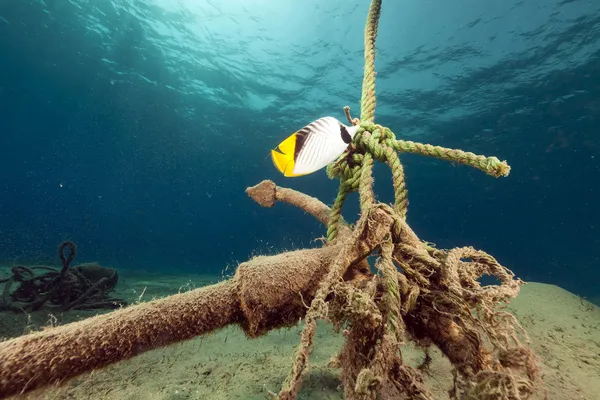 Fadenflossenschmetterlingsfisch im Roten Meer. — Stockfoto