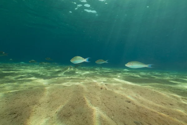 Vida submarina tropical y peces loro en el Mar Rojo . —  Fotos de Stock