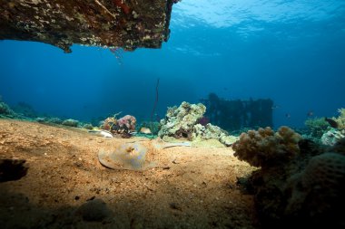 enkaz yolanda ve balık