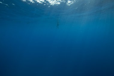 Diver and ocean clipart