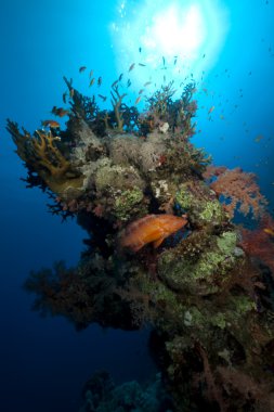 Kızıl denizde mercan ve balık.