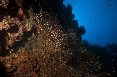 GlassFish ve kırmızı deniz mercan.