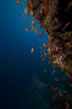 Kızıl denizde mercan ve balık.