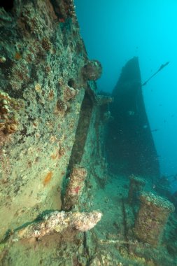 Stern thistlegorm batık.