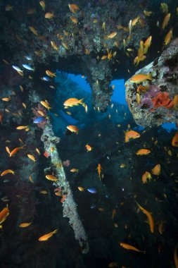 Fish and coral on the Thistlegorm wreck. clipart