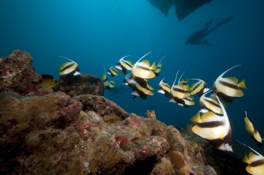 bannerfish, Batığı thistlegorm.