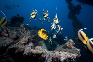 bannerfish, Batığı thistlegorm.