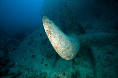 Stern thistlegorm batık.