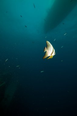 Batfish over the Thistlegom wreck. clipart