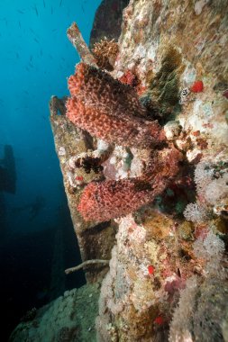 thistlegorm sünger.