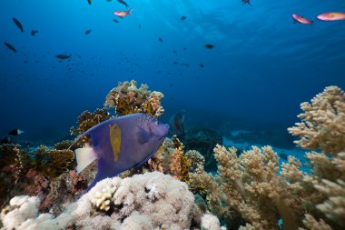 red Sea yellowbar angelfish.