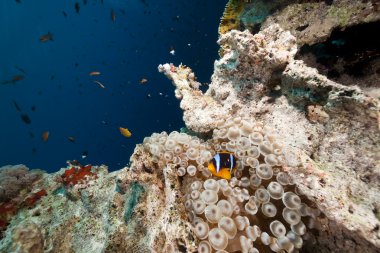 anemon ve anemonefish kızıl denizi.