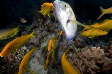 yellowsaddle goatfish kızıl denizi.