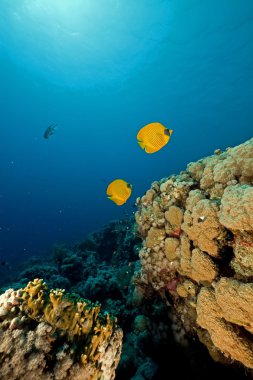 butterflyfish kızıl denizi.