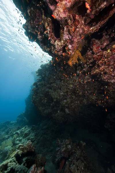 Coral y pescado — Foto de Stock