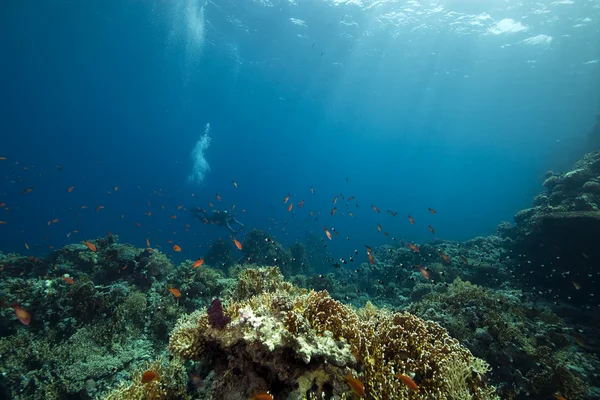 Korall és a halak — Stock Fotó