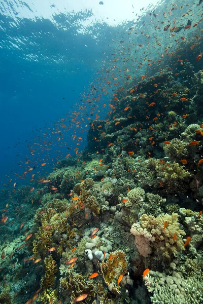 Коралів і риб — стокове фото