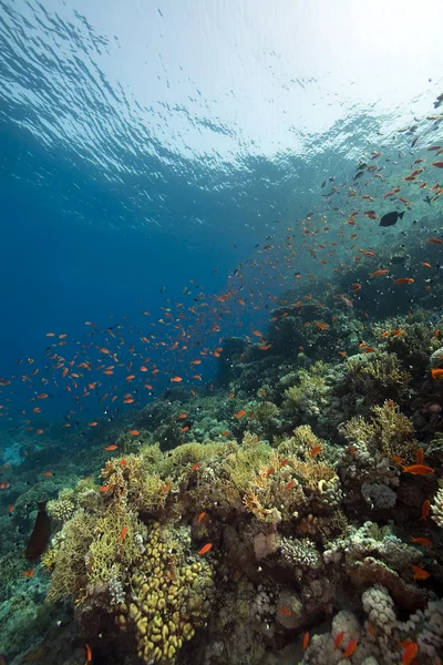 Korall és a halak — Stock Fotó