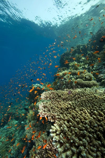 Кораллы и рыба — стоковое фото