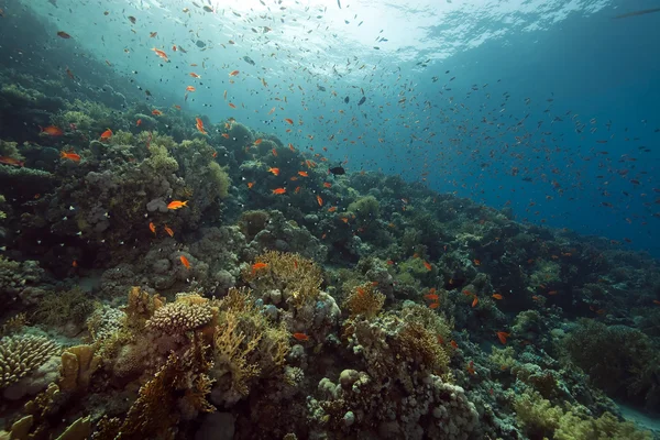 Korall och fisk — Stockfoto