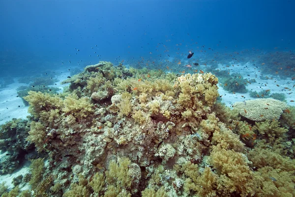 Corallo e pesce — Foto Stock