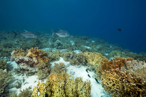 Gigante trevally e jardim de coral — Fotografia de Stock