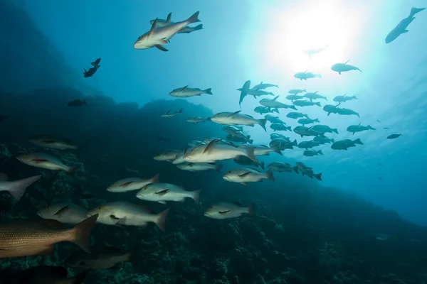 Asztrild csattogóhalak és az óceán — Stock Fotó