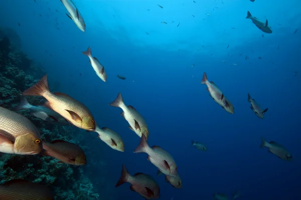 Twinspot snappers and ocean — Stock Photo, Image