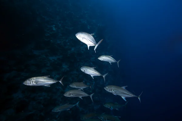 Kocagözlü trevally ve okyanus — Stok fotoğraf