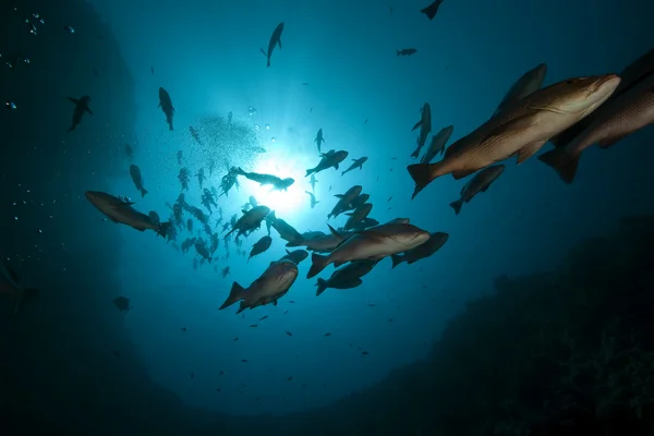 Twinspot 鯛と海 — ストック写真