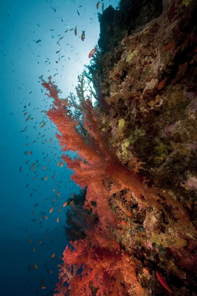 Korály a ryby — Stock fotografie