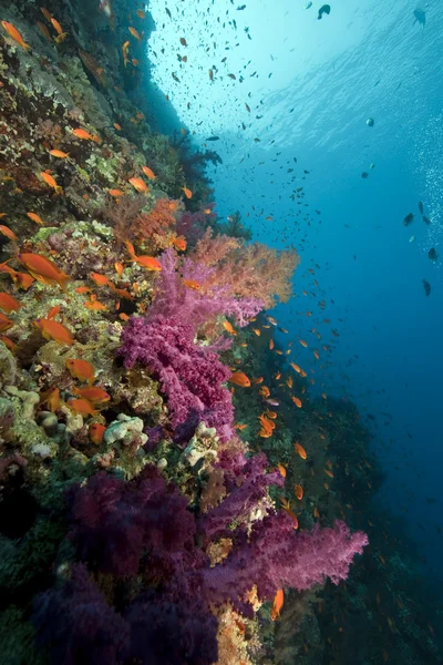Korallen und Fische — Stockfoto