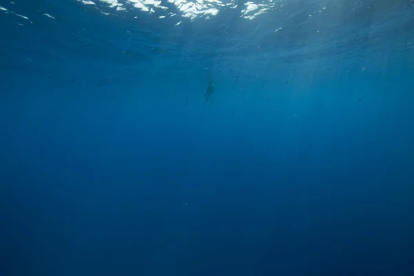 Дайвер и океан — стоковое фото