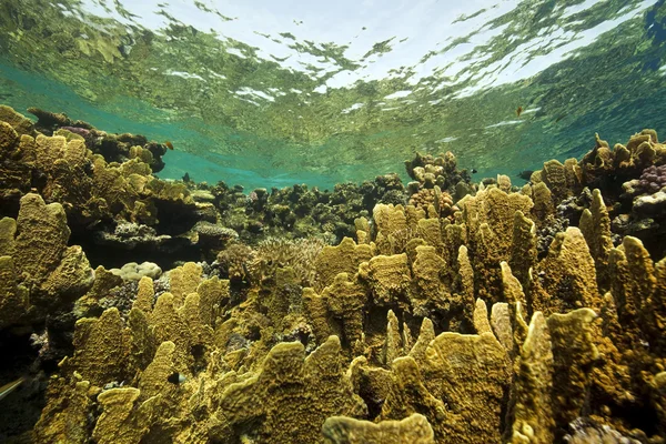 Korall och fisk — Stockfoto