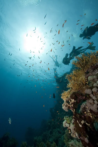Potápěči, korálů a ryb — Stock fotografie