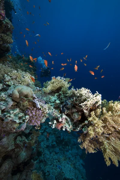 Corallo e pesce — Foto Stock