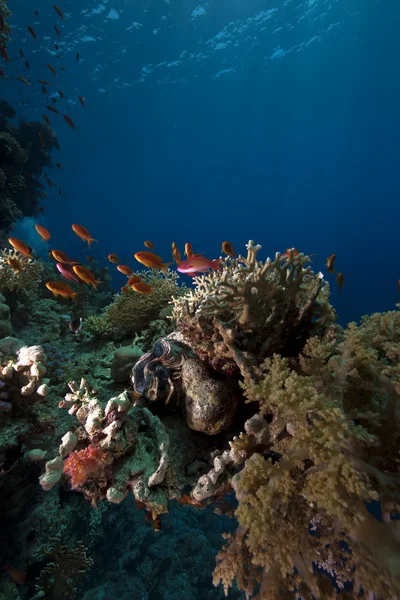 Korallen und Fische — Stockfoto