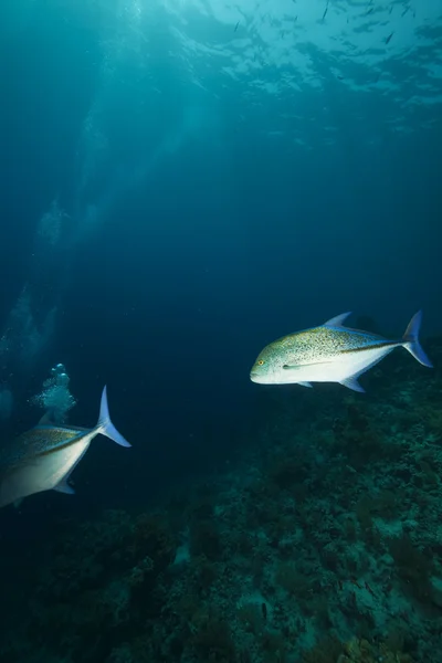 산호와 물고기 — 스톡 사진