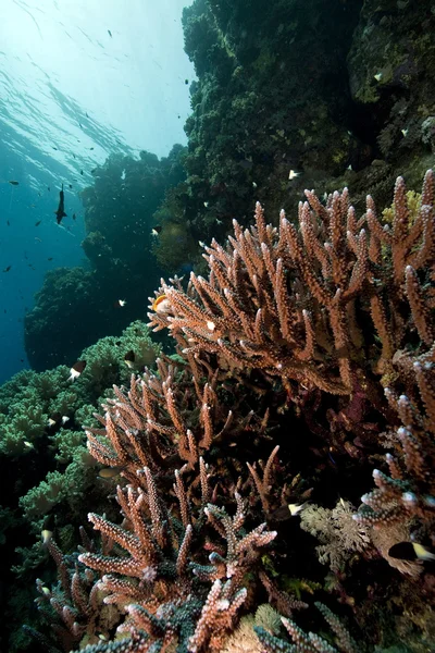Coral y pescado —  Fotos de Stock