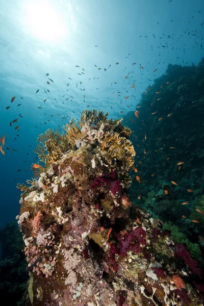 Korály a ryby — Stock fotografie