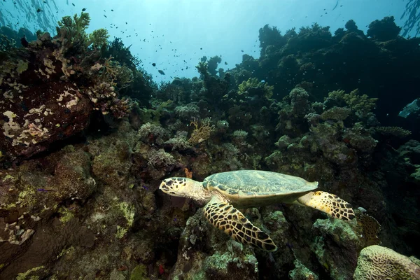 Želva Hawksbill a korálový útes — Stock fotografie