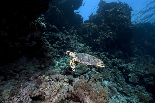 Falkenschildkröte und Korallenriff — Stockfoto